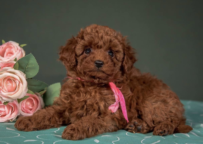 Toy poodle red brown Kore mini yavrularımız